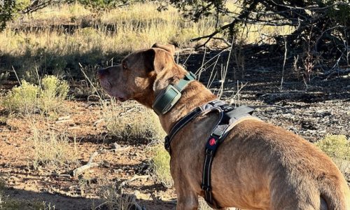 Heel Virtual Dog Leash: Hands-Free Pet Management